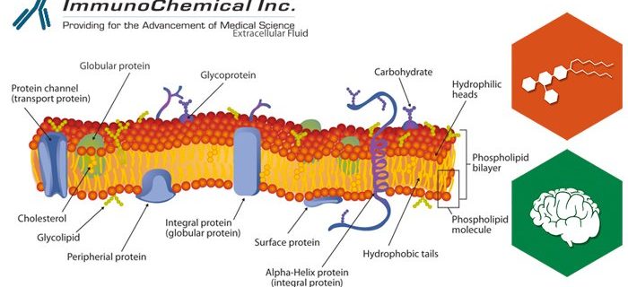 Gangliosides: distribution in brain and nervous tissues indicates important roles with cell external ligands and membrane components.