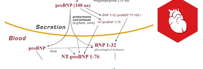 BNP and NT-proBNP: established diagnostic and prognostic biomarkers of heart failure.