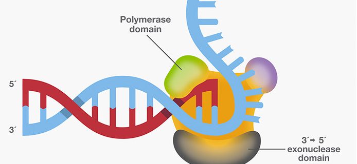 SmarTaq DNA Polymerase: for highly specific PCR, multiplex PCR and high sensitivity applications.