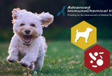 New! Recombinant Canine Parvovirus VP2 Protein